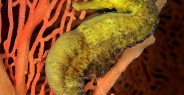seahorse_tigertail_ar_phi_v_0125_tha6179.jpg